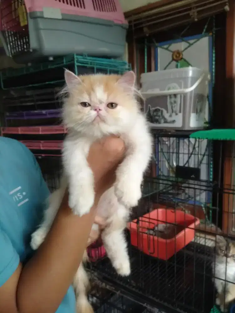 Lepas adopt peaknose