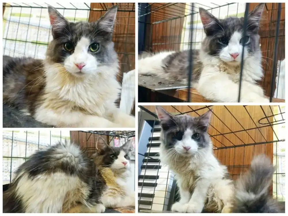 Kucing mainecoon jantan nonped 6 bulan mantap