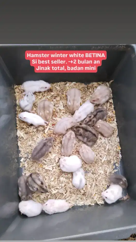 Hamster winter whita jinak total aksesoris kandang vario xpander jazz