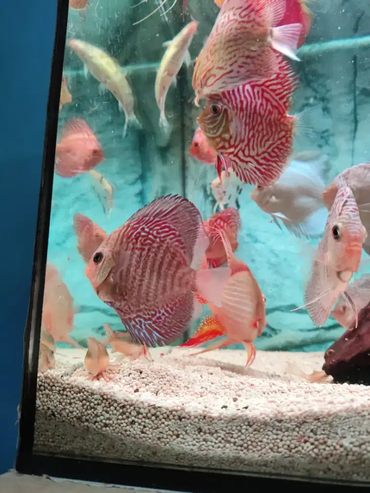 Ikan discus pigeon leopard blue diamond