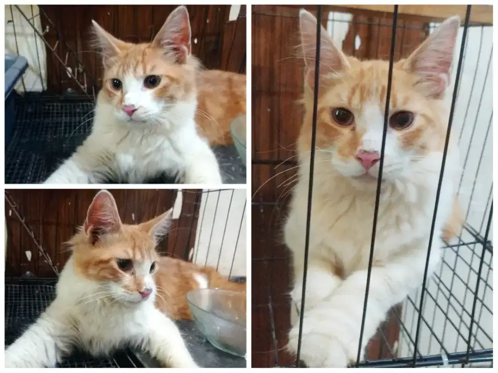 Kucing mainecoon jantan nonped 6 bulan jakbar