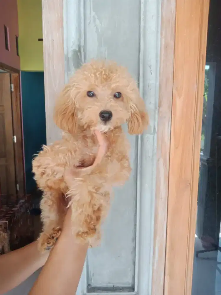 Poodle ganti uang pakan