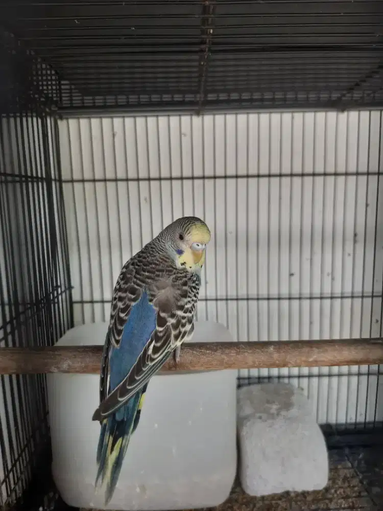 Burung Parkit mutasi