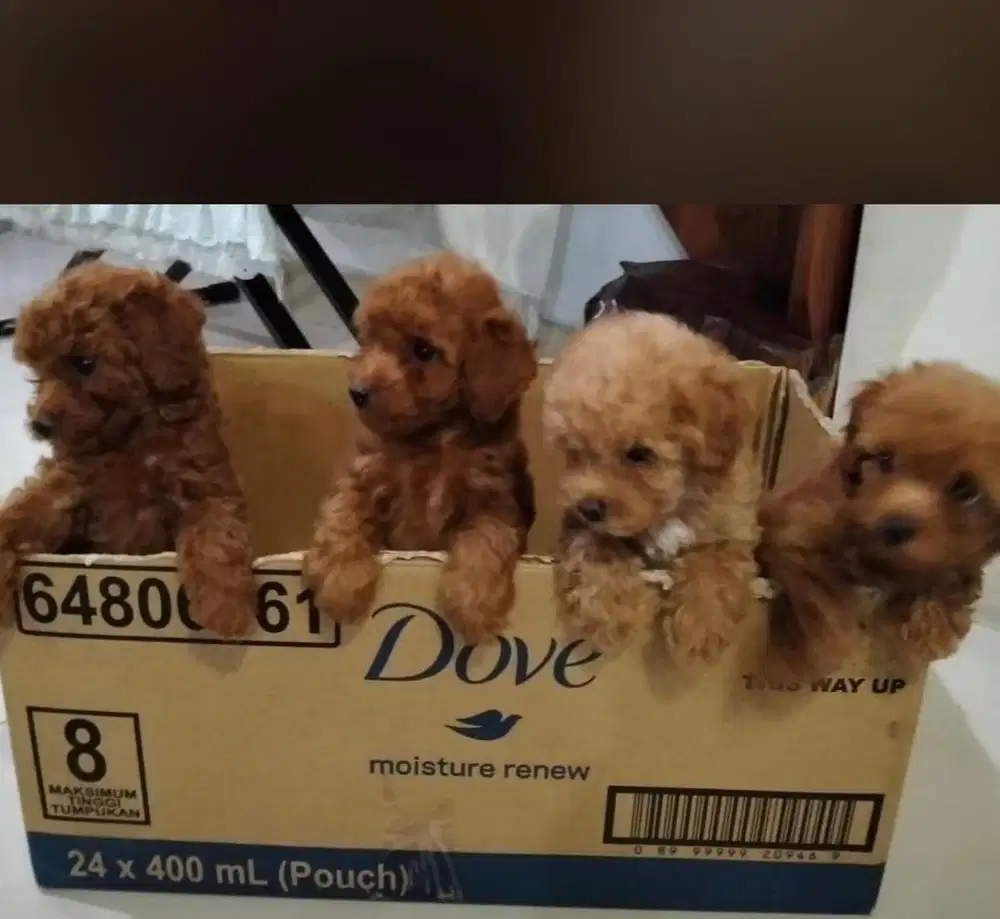 Anjing poodle anakan