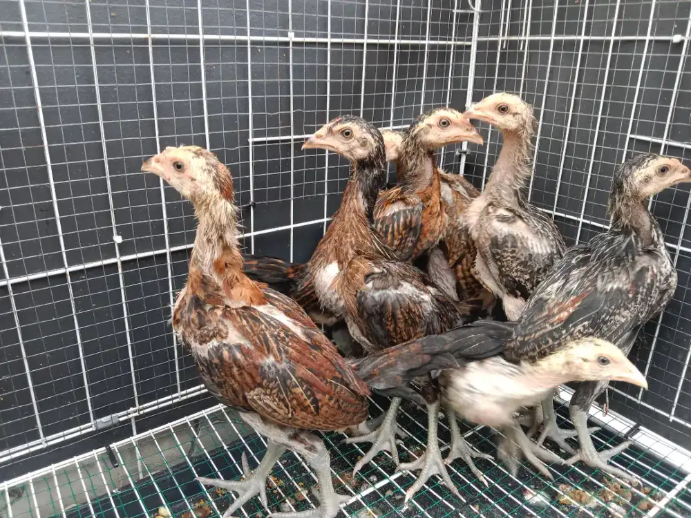 Anakan ayam Bangkok x mangon