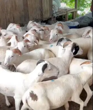 6 ekor domba jantan 8 bulanan 20kiloanUP siap penggemukan qurban 2026
