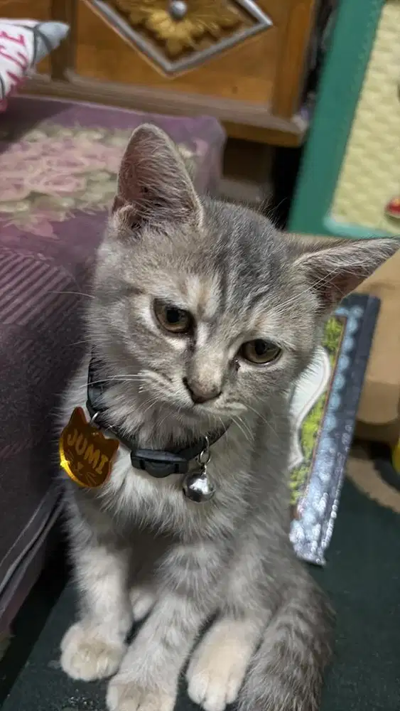 Kucing American Shorthair