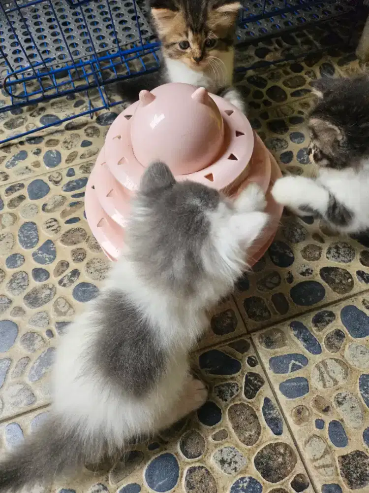 KITTEN Persia Lucu