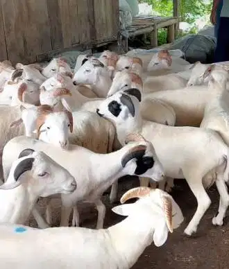 6 ekor domba jantan 20kiloanUP 8 bulanan siap penggemukan qurban 2026