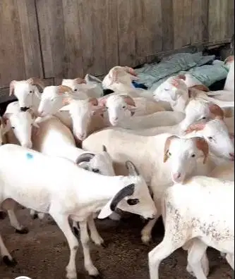 6 ekor domba jantan 8 bulanan 20kiloanUP siap penggemukan qurban 2026