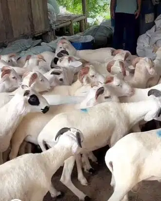 6 ekor domba jantan 8 bulanan 20kiloanUP siap penggemukan qurban 2026