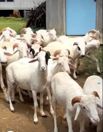 6 ekor domba jantan 8 bulanan 20kiloanUP siap penggemukan qurban 2026