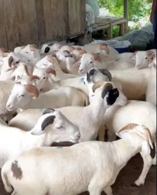 6 ekor domba jantan 8 bulanan 20kiloanUP layak penggemukan qurban 2026