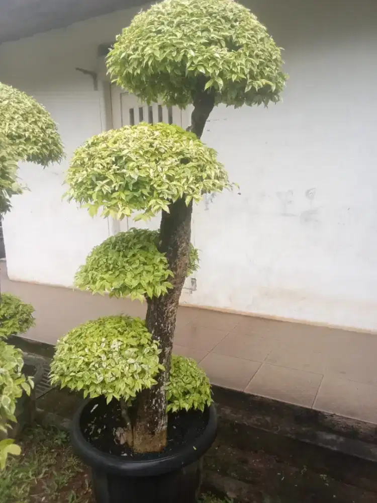 bonsai super kualitas no 1 udah jadi bentuk siap kirim & antar