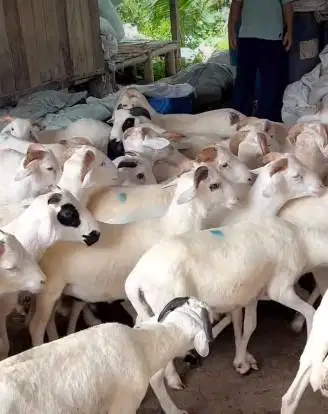 6 ekor domba jantan 8 bulanan 20kiloanUP siap penggemukan kurban 2026