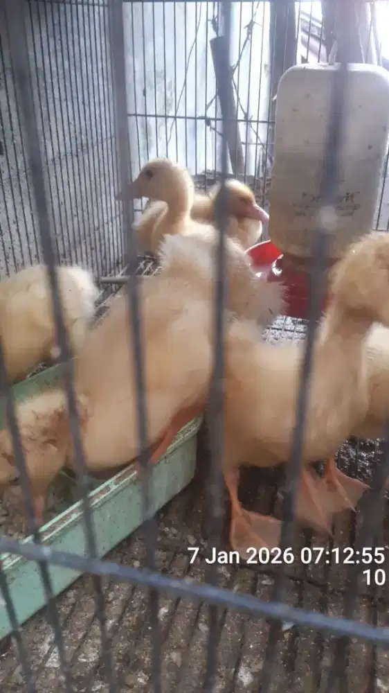 Bebek peking usia 2minggu