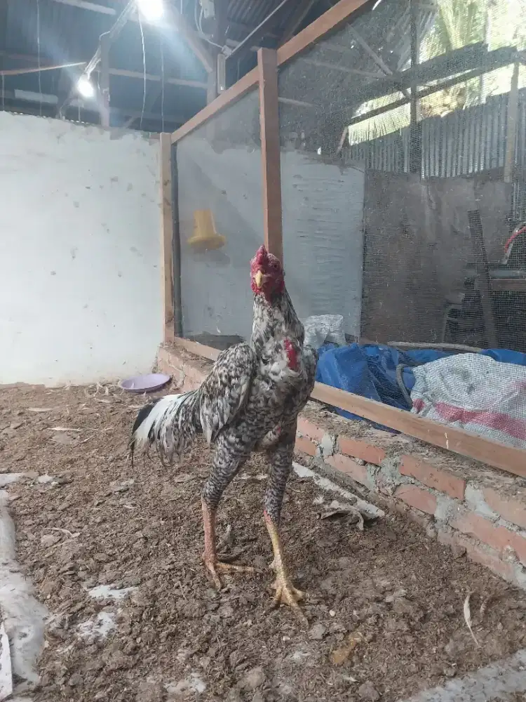 Ayam Shamo Eropa Ori Line Zutcher