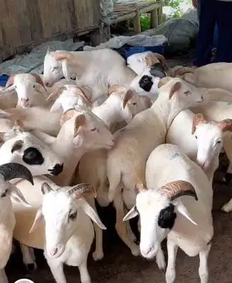 6 ekor domba jantan 8 bulanan 20kiloanUP siap penggemukan qurban 2026