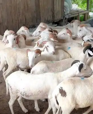 6 ekor domba jantan 20kiloanUP 8 bulanan siap penggemukan kurban 2026