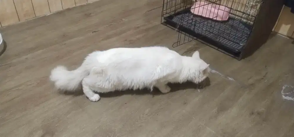 Kucing Anggora Persia Bigbone