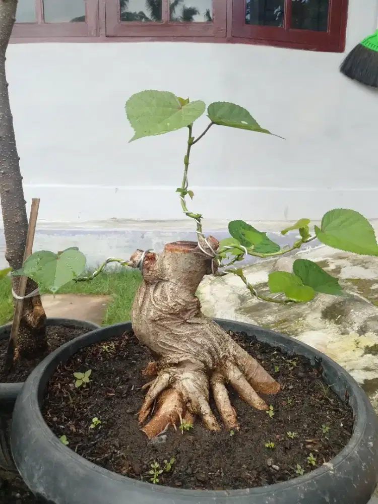 Bahan bonsai waru bogel