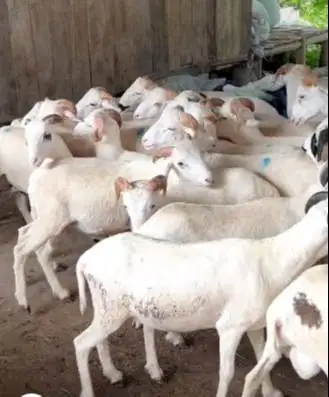 6 ekor domba jantan 8 bulanan 20kiloanUP layak penggemukan kurban 2026