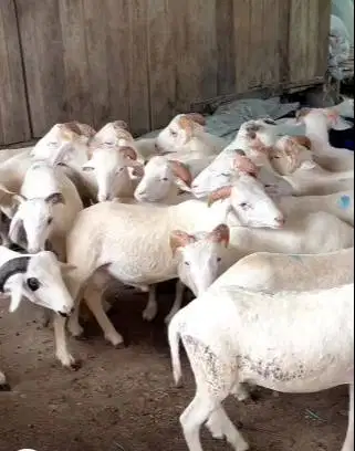6 ekor domba jantan 20kloanUP 8 bulanan layak digemukin kurban 2026 ok