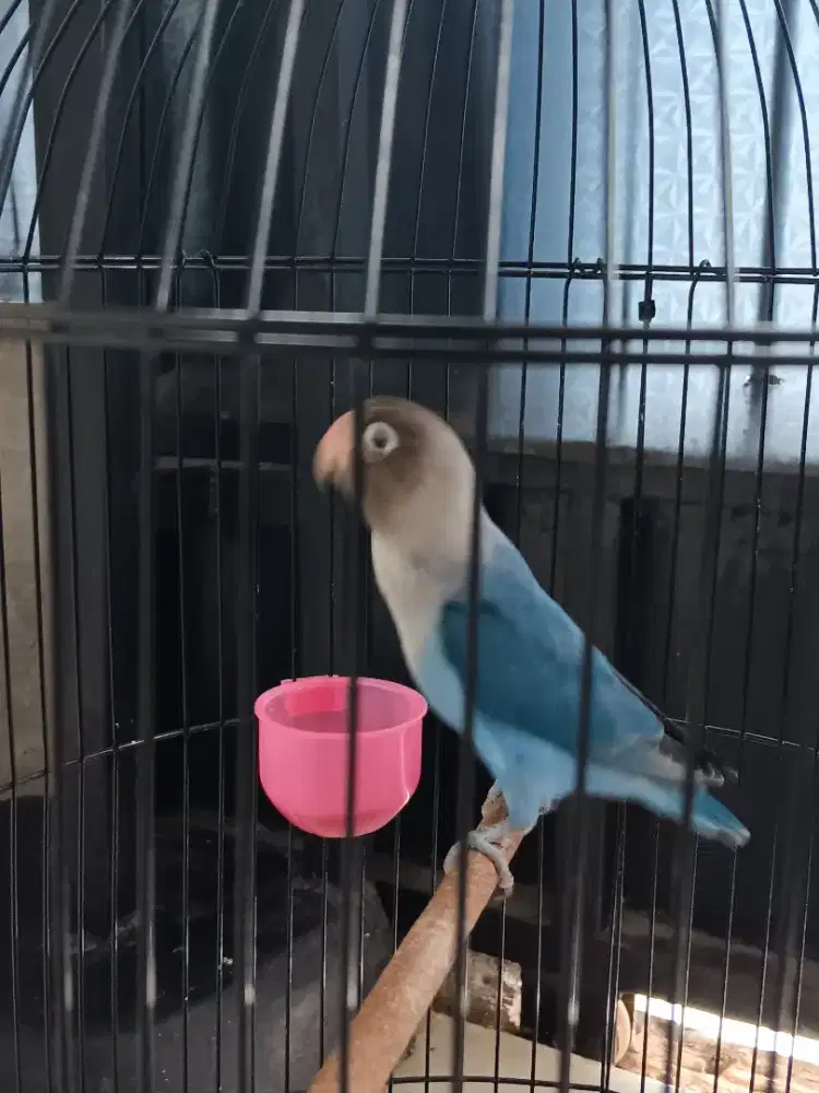 Lovebird violet cobalt fullset