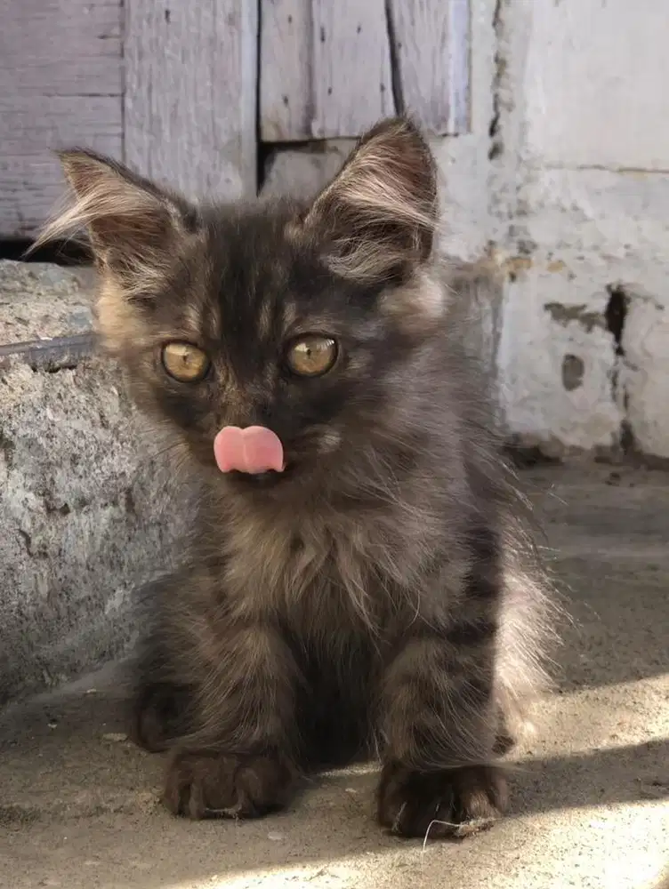 Dijual segera kucing persia