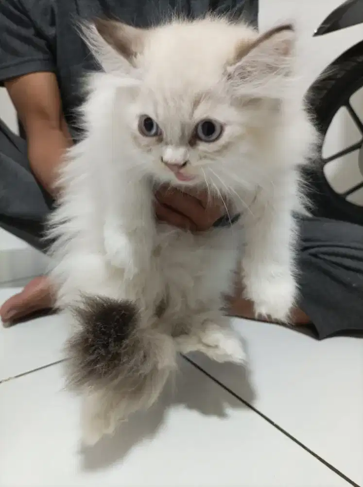 Kitten Ragdoll pure Lynx