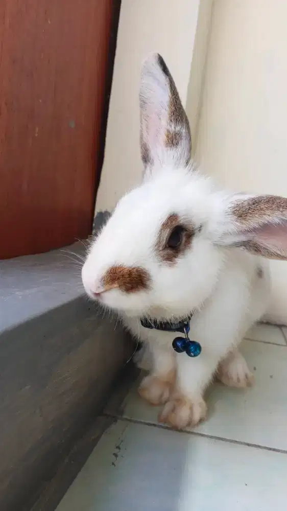 Kelinci Sepasang Produksi dan Jinak