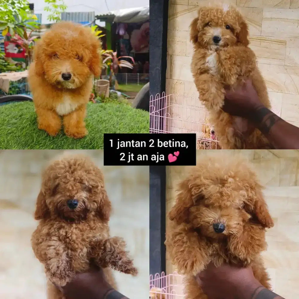 Mulai 750 an yuk, Minipom Shitzu & poodle