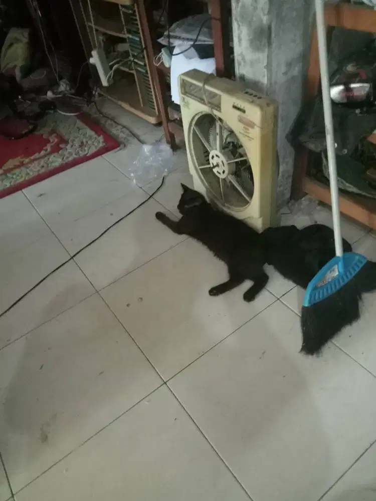 Ini mau ta jual atau mau adopsi 2kucing jantan dan 2betina