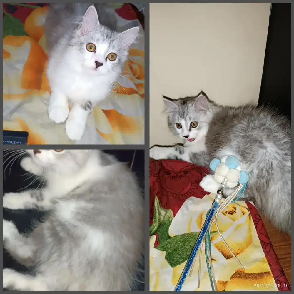 Kucing kitten Persia jantan
