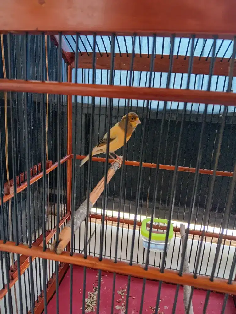 Kenari gacor AF fullset