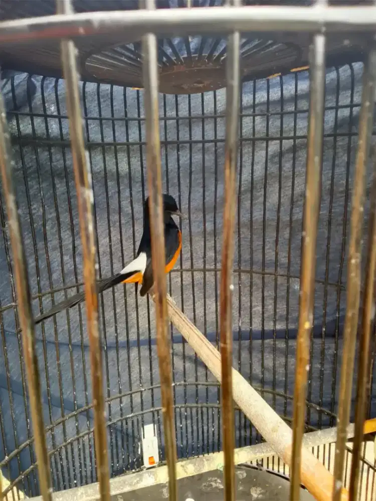 Jual aja butuh dana buat bayar cicilan