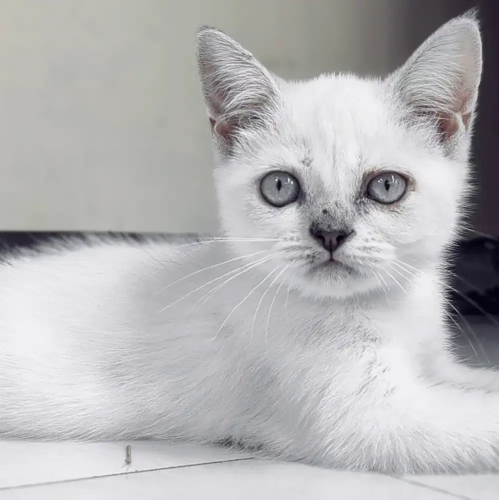 Munchkin Non standar betina