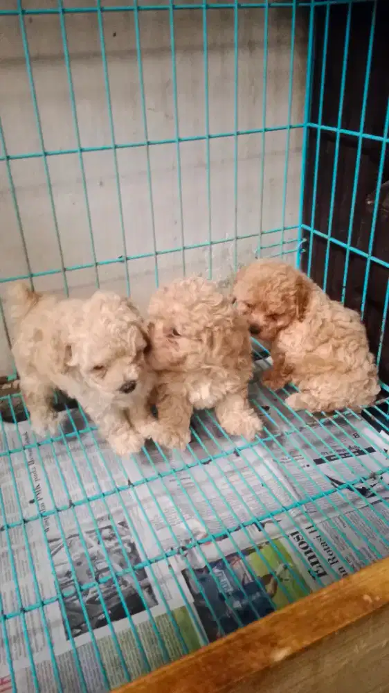 Apricot Toy Poodle Jantan
