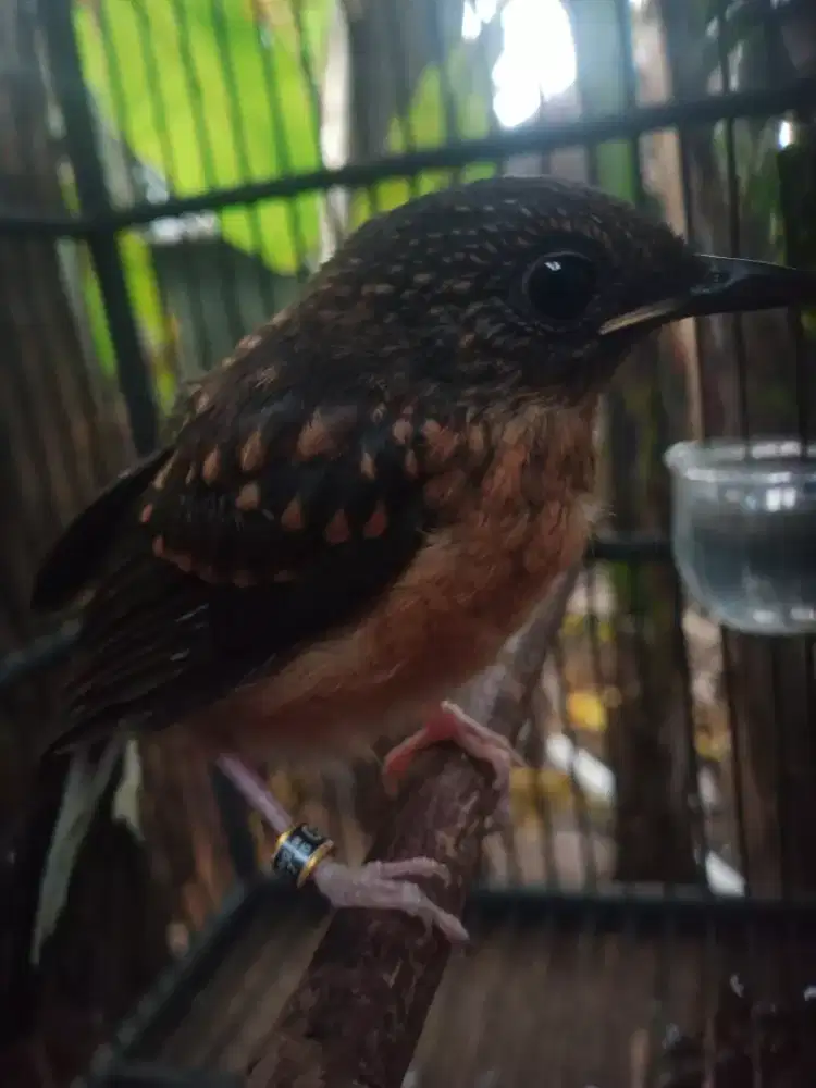 Trotol.muray jantan rajin ngriwik