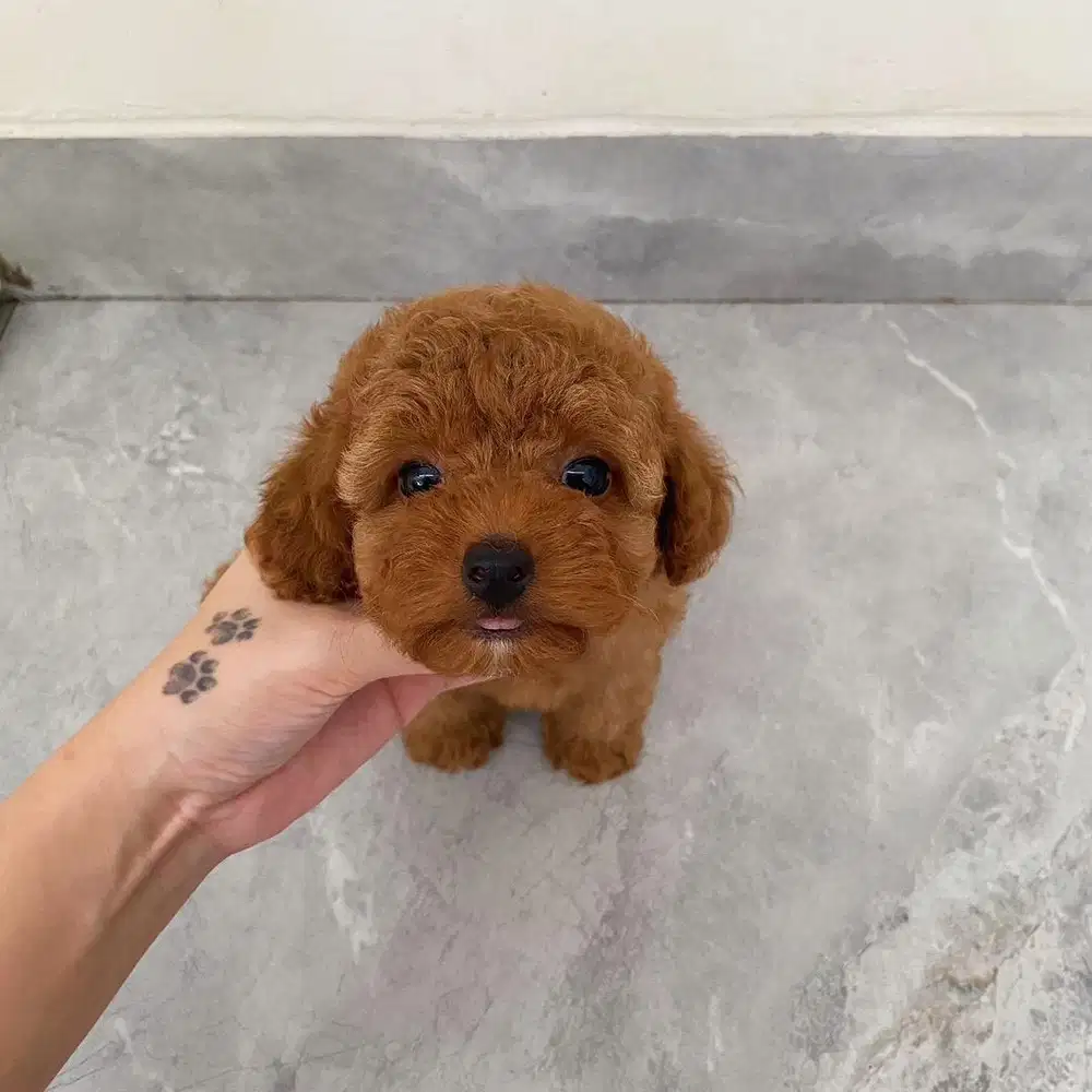 Poodle murah super red