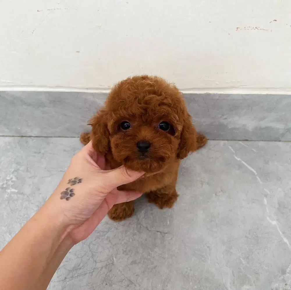 Jual anjing poodle