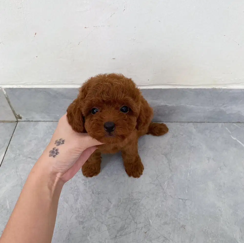 Anjing poodle murah banget