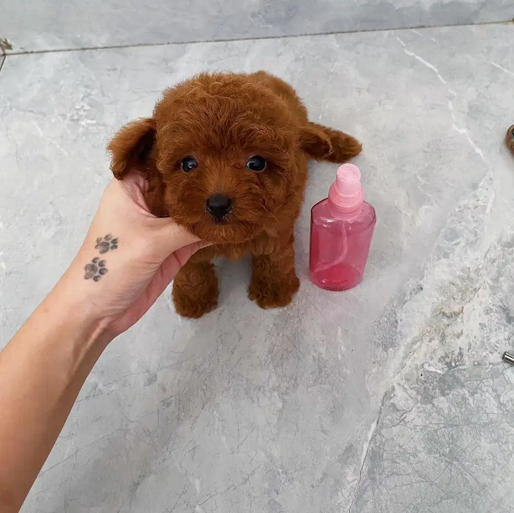 Anjing poodle jual