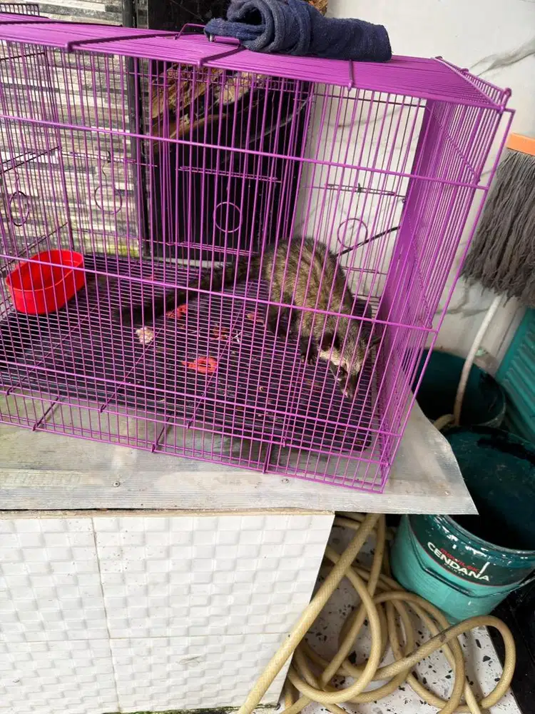 Musang pandan 2 bulan