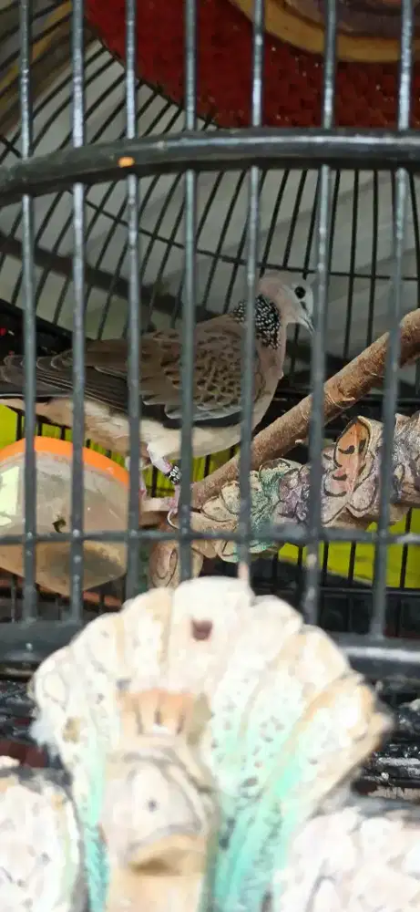 derkuku kelantan betina