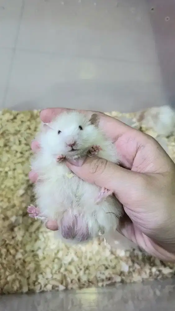 BABY SYRIAN BIG BONE