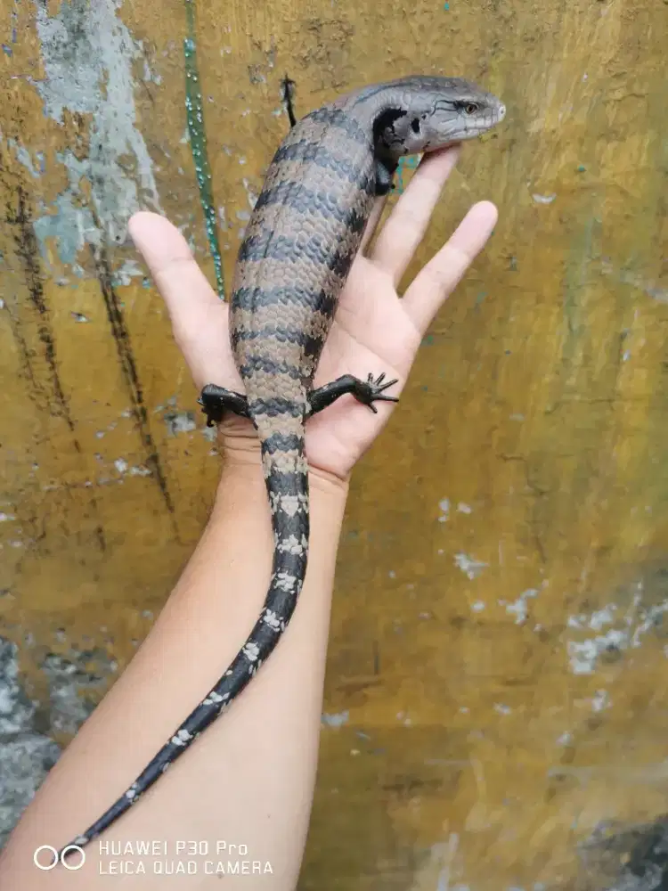 Kadal Panana lucu jinak