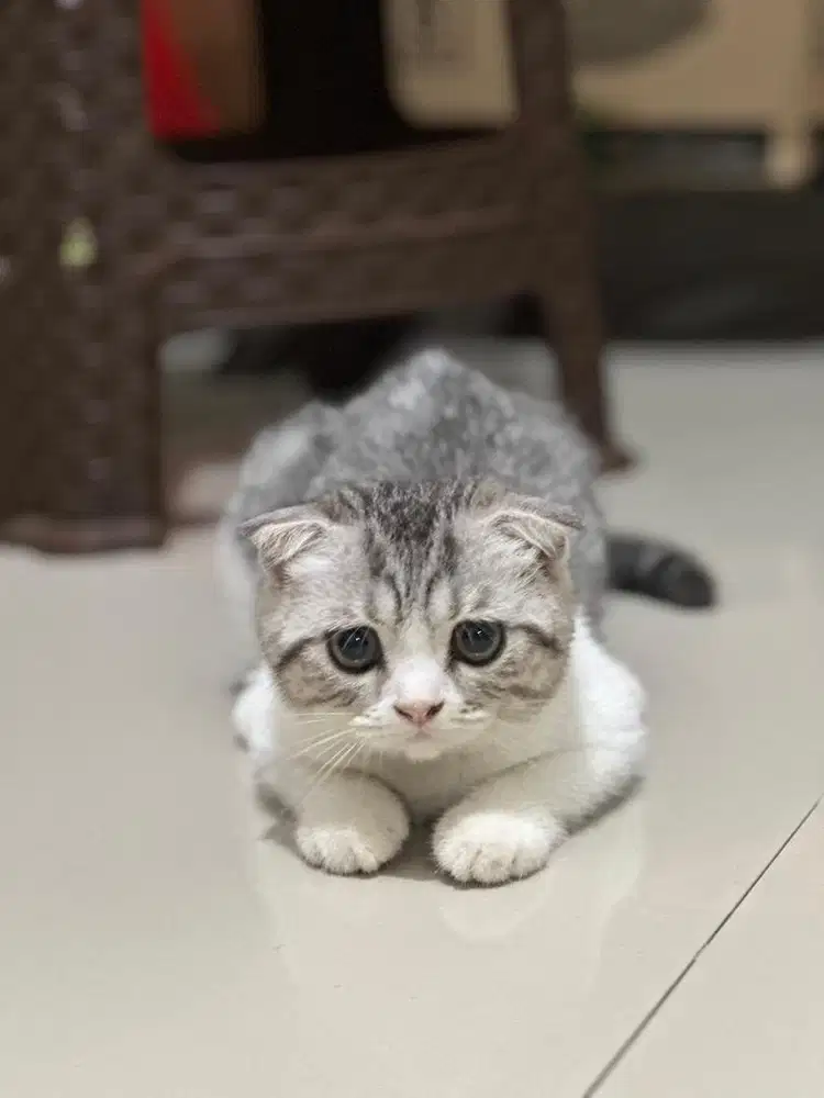 BSH Scottish fold