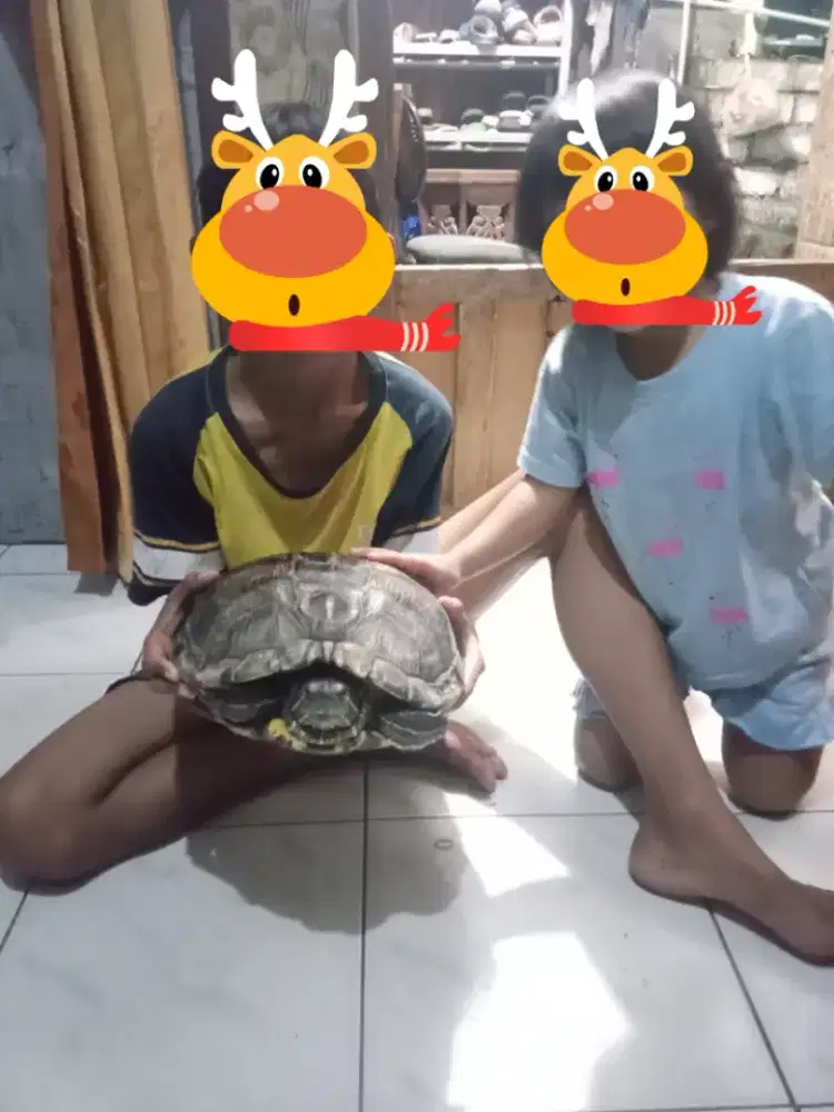 Kura kura brazil jumbo