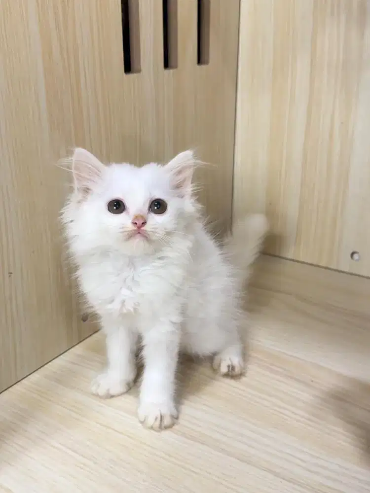 Kitten Kucing Persia